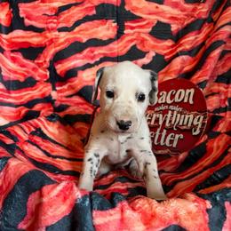 Bacon- Red - White and black female Dalmatian puppy in Claremore, Oklahoma from Lotsofdots Dalmatians