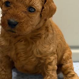 AKC Girl 2 - Red  female Poodle puppy in Southwest Ranches, Florida from Herringbone ‘s Poodles