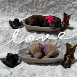 Girl 2 - Parti female Poodle puppy in Mc Bain, Michigan from The Dog House