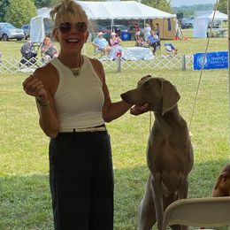 Dutton - Weimaraner