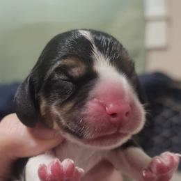 Boy 2 - Black tan and white male Beagle puppy in Mount AI N Home, Idaho from Blackstone