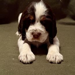 English Springer Spaniel Puppies from Soaring Springers