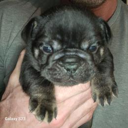 Boy 4 - Black and white male French Bulldog puppy in High Ridge, Missouri from St Louis Frenchies