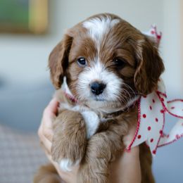 Sophie - Red female Cavapoo puppy in Aiken, Tennessee from Carolina Doodles & Co.