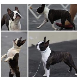 Boston Terriers and Miniature Bull Terriers from Paniola Farms