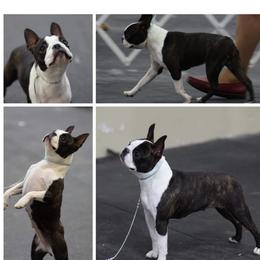 Boston Terriers and Miniature Bull Terriers from Paniola Farms
