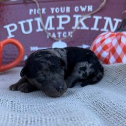 Togapi - Blue merle female Bordoodle puppy in Canfield, Ohio from Poo's Doo's & Inu's