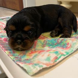 Cavalier King Charles Spaniel Puppies from Carter Woods Cavaliers