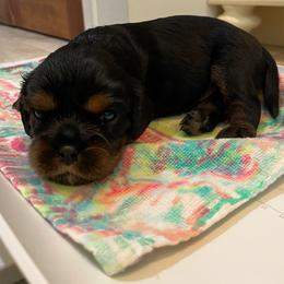 Cavalier King Charles Spaniel Puppies from Carter Woods Cavaliers