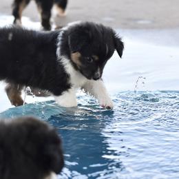 Calvin - Black tri male Toy Australian Shepherd puppy in Wichita Falls, Texas from Shooting Stars Ranch Toy and Mini Aussies