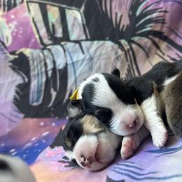 Boy 4 - Black and white male American Corgi puppy in Cocoa, Florida from Cascadian Space Coast Corgis LLC