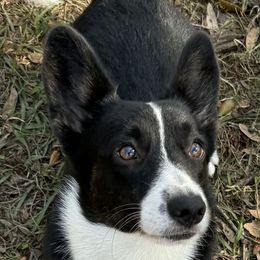 Queenie - Cardigan Welsh Corgi
