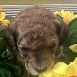 Westin - Phantom male Goldendoodle puppy in Waynesboro, Virginia from Forest Creek Kennel