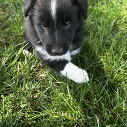 Boy 3 - Black and white male Shetland Sheepdog puppy in Fontanelle, Iowa from Jensen Farms Shelties
