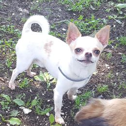 Agron - Chihuahua