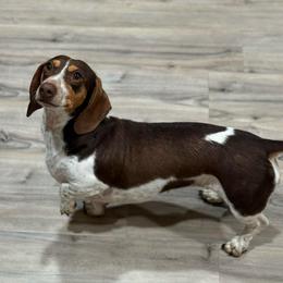 Dolly - Dachshund