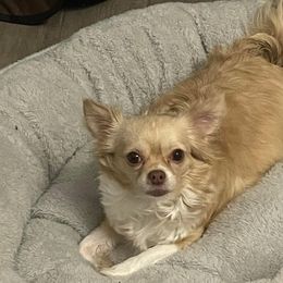 Chihuahuas and Shih Tzus from Youngs Chi Pups