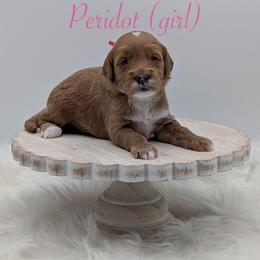 Peridot - Red  female Goldendoodle puppy in Beverly Hills, Florida from Bundle of Joy Doodles