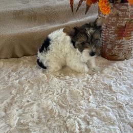 Diamond -  3600 AKC - Black tan and white female Biewer Terrier puppy in Douglas, Georgia from Heartland small breeds