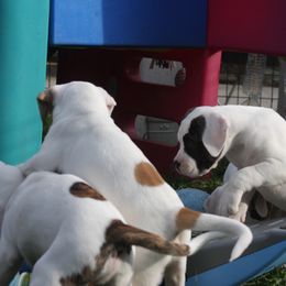 American Bulldog Puppies from Ferocia Kennels