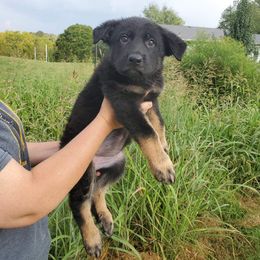 German Shepherd Puppies from Sheldon Shepherds LLC