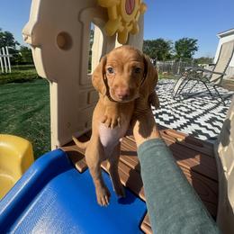 RICKY - Red male Dachshund puppy in Polo, Missouri from Blue Tails Farm