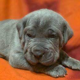 Boka - Gray brindle male Cane Corso puppy in Nashville, Tennessee from PrestigiousK9
