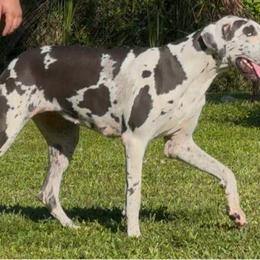 Jojo - Great Dane