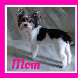 Panda - Yorkshire Terrier