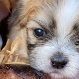 Havanese from Kathy's Havanese