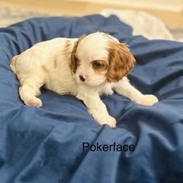 Pokerface - Blenheim male Cavalier King Charles Spaniel puppy in Temecula, California from McKenna Cavaliers in Southern California