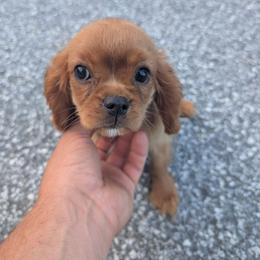 Macy - Ruby female Cavalier King Charles Spaniel puppy in New Holland, Pennsylvania from Mountain Breeze Puppies