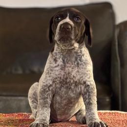German Shorthaired Pointer Puppies from Endersgame GSPs