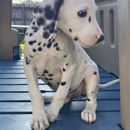Dalmatian Puppies from Crystal Gonzalez