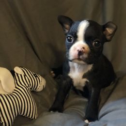 Boston Terrier Puppies from Bonze Boston Terriers