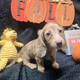 Vegeta - Fawn (isabella) and tan female Dachshund puppy in Vacaville, California from SchmooterBabies