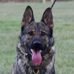 Vita - German Shepherd