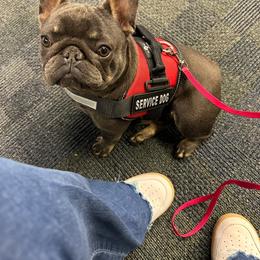 Deagle - French Bulldog