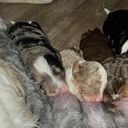 Bernedoodle Puppies from Bernied00dle Love