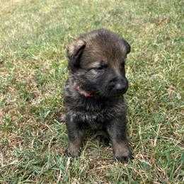 Red Collar, Sable Female - Sable female German Shepherd puppy in Milan, Illinois from Stonewick German Shepherds