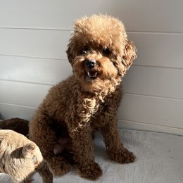 Charlotte - Poodle