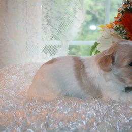 Australian Labradoodle Puppies from Windsor Creek Labradoodles