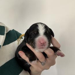 Yellow - Black rust and white male Bernese Mountain Dog puppy in Saratoga Springs, Utah from Berner Acre Woods
