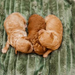 Bernedoodle, Cavapoo, Havanese, and Havapoo Puppies from Lady Paws Puppies - Cassie