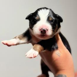 Melody AKC - Black tri-color female Australian Shepherd puppy in Polk City, Florida from Skaky Shepherds