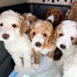 Bernedoodle, Goldendoodle, and Poodle Puppies from Teddy Doodles & Standard Poodles