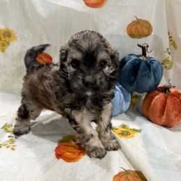Oreo - Sable male Cockapoo puppy in Salem, Oregon from Capital Doodles