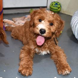 Scarlet - Red  female Goldendoodle puppy in Jasper, Indiana from Hilltop Pups LLC