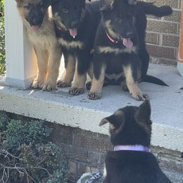 German Shepherd Puppies from Wurdevoll Kennels