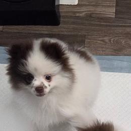 Girl 1 - Chocolate parti female Pomeranian puppy in Maplefalls, Washington from Snow peak poms